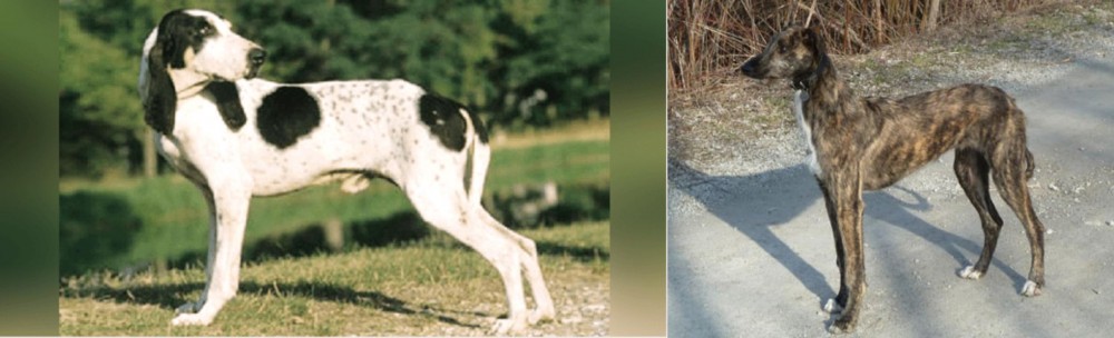 American Staghound vs Ariegeois - Breed Comparison