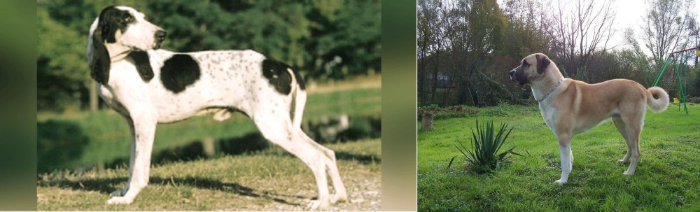 Anatolian Shepherd vs Ariegeois - Breed Comparison