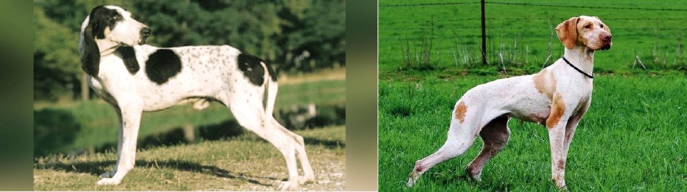 Ariege Pointer vs Ariegeois - Breed Comparison