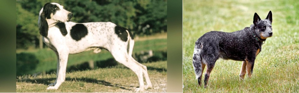 Austrailian Blue Heeler vs Ariegeois - Breed Comparison