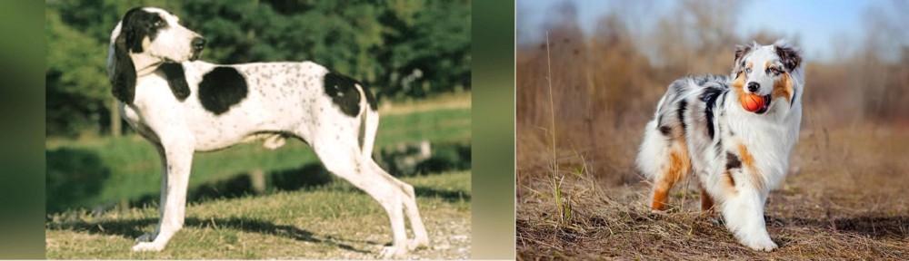 Australian Shepherd vs Ariegeois - Breed Comparison