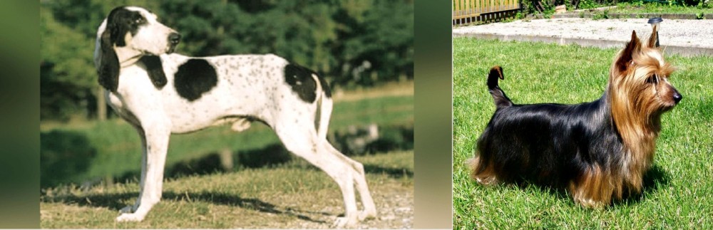 Australian Silky Terrier vs Ariegeois - Breed Comparison