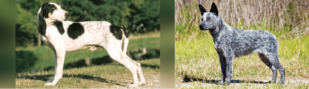 Australian Stumpy Tail Cattle Dog vs Ariegeois - Breed Comparison