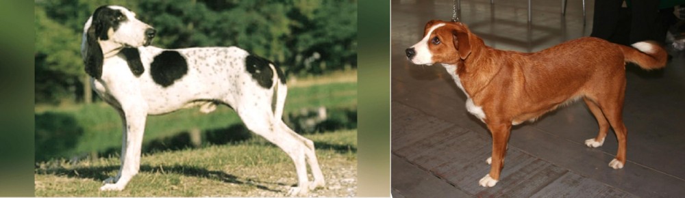 Austrian Pinscher vs Ariegeois - Breed Comparison