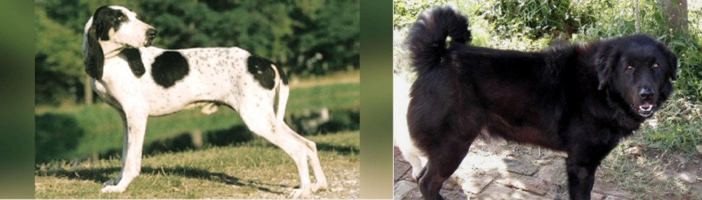 Bakharwal Dog vs Ariegeois - Breed Comparison