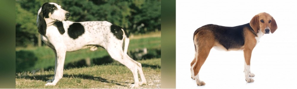 Beagle-Harrier vs Ariegeois - Breed Comparison