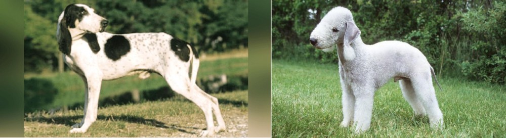 Bedlington Terrier vs Ariegeois - Breed Comparison