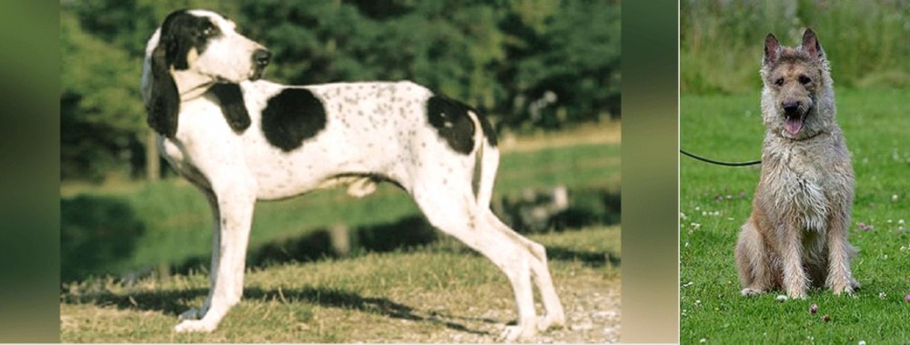 Belgian Shepherd Dog (Laekenois) vs Ariegeois - Breed Comparison