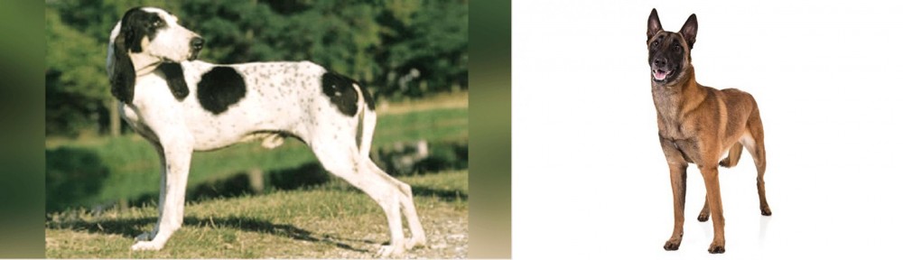 Belgian Shepherd Dog (Malinois) vs Ariegeois - Breed Comparison