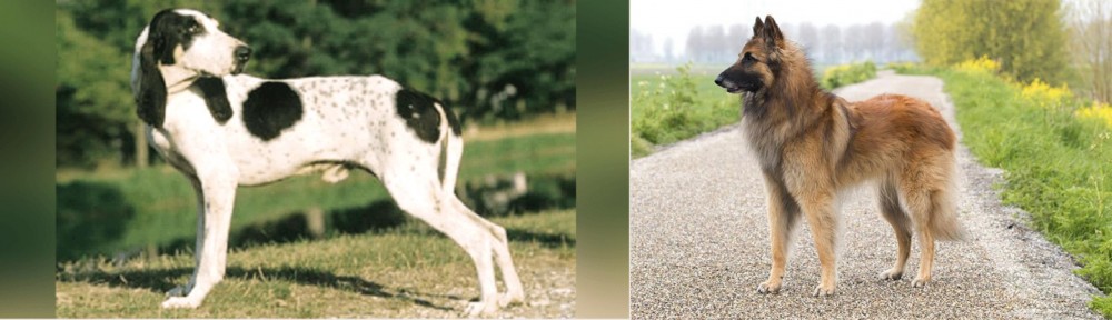 Belgian Shepherd Dog (Tervuren) vs Ariegeois - Breed Comparison