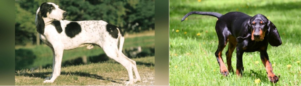 Black and Tan Coonhound vs Ariegeois - Breed Comparison