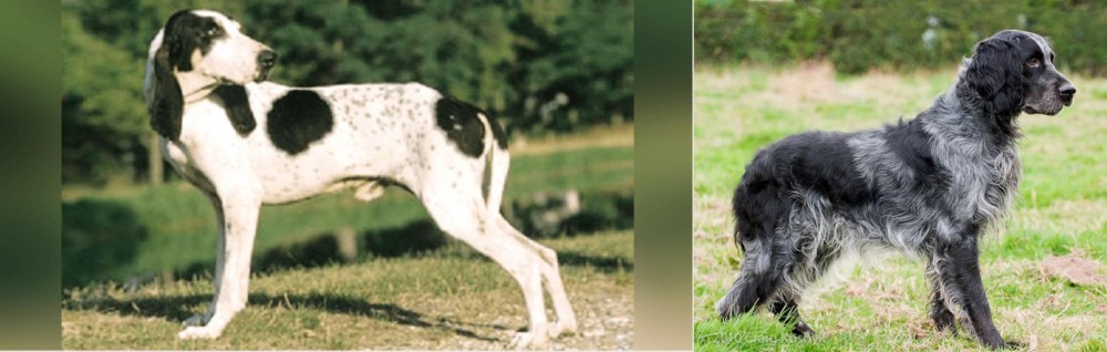 Blue Picardy Spaniel vs Ariegeois - Breed Comparison