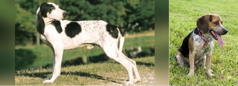 Bluetick Beagle vs Ariegeois - Breed Comparison