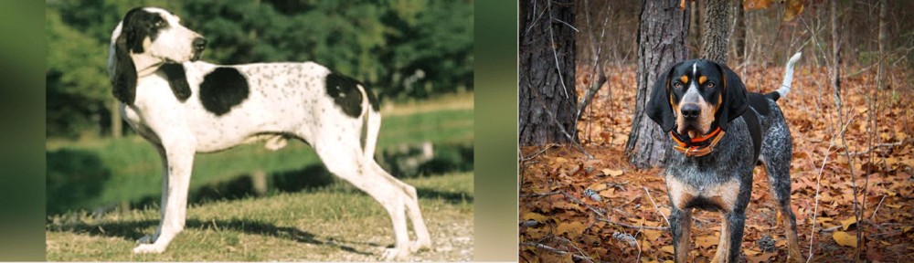 Bluetick Coonhound vs Ariegeois - Breed Comparison