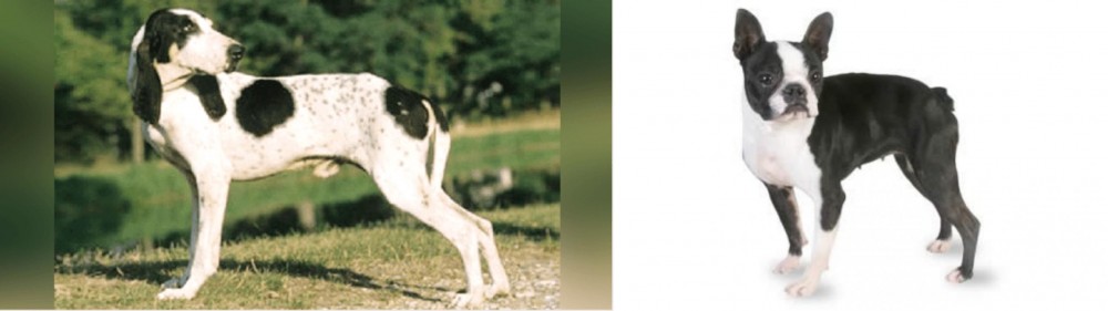 Boston Terrier vs Ariegeois - Breed Comparison