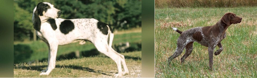 Braque Francais vs Ariegeois - Breed Comparison