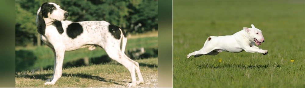 Bull Terrier vs Ariegeois - Breed Comparison