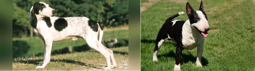 Bull Terrier Miniature vs Ariegeois - Breed Comparison