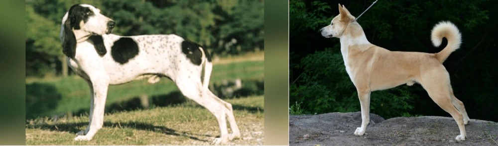 Canaan Dog vs Ariegeois - Breed Comparison