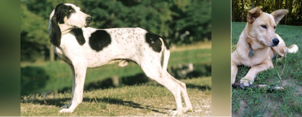 Carolina Dog vs Ariegeois - Breed Comparison