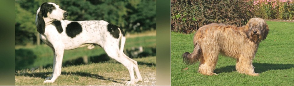 Catalan Sheepdog vs Ariegeois - Breed Comparison