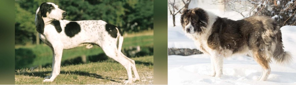 Caucasian Shepherd vs Ariegeois - Breed Comparison