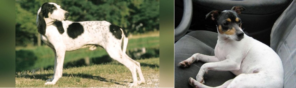 Chilean Fox Terrier vs Ariegeois - Breed Comparison