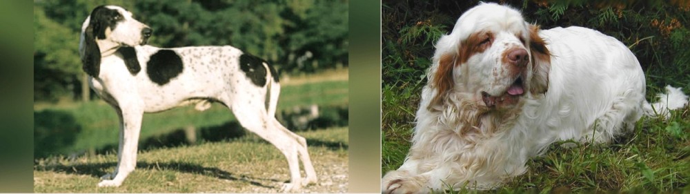 Clumber Spaniel vs Ariegeois - Breed Comparison