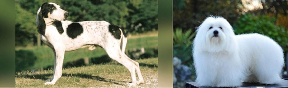 Coton De Tulear vs Ariegeois - Breed Comparison
