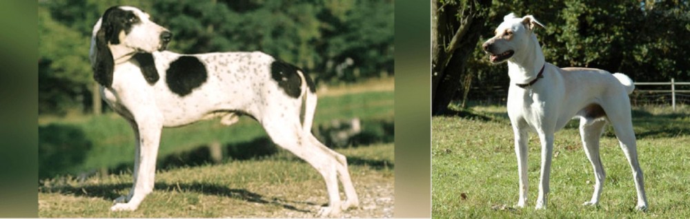 Cretan Hound vs Ariegeois - Breed Comparison