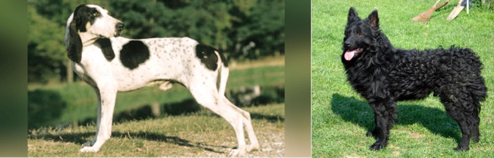 Croatian Sheepdog vs Ariegeois - Breed Comparison