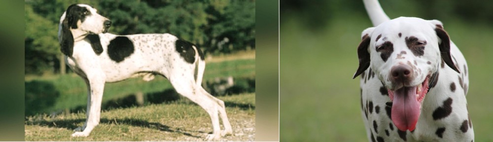 Dalmatian vs Ariegeois - Breed Comparison