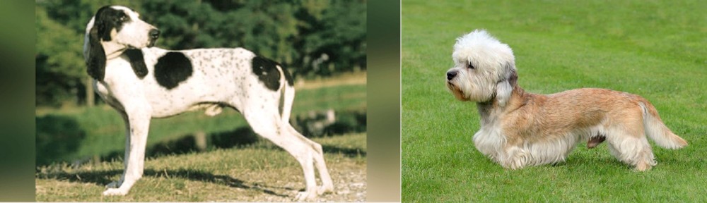 Dandie Dinmont Terrier vs Ariegeois - Breed Comparison