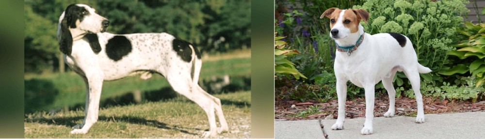 Danish Swedish Farmdog vs Ariegeois - Breed Comparison