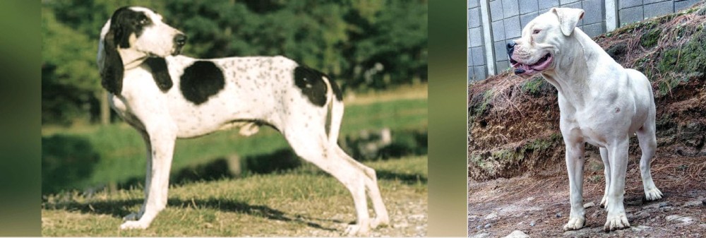 Dogo Guatemalteco vs Ariegeois - Breed Comparison