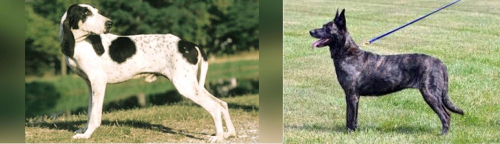 Dutch Shepherd vs Ariegeois - Breed Comparison