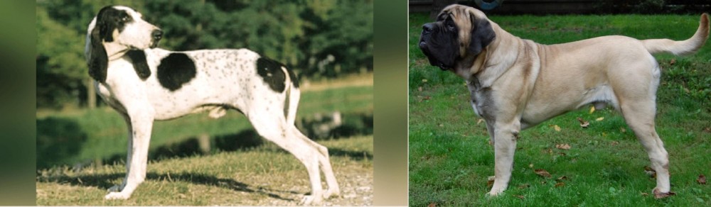English Mastiff vs Ariegeois - Breed Comparison