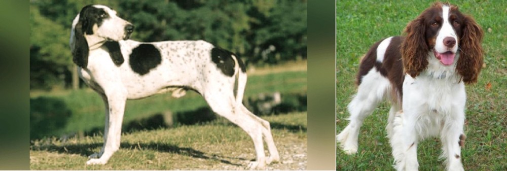 English Springer Spaniel vs Ariegeois - Breed Comparison