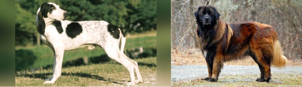 Estrela Mountain Dog vs Ariegeois - Breed Comparison