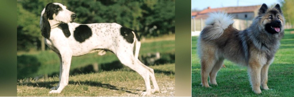 Eurasier vs Ariegeois - Breed Comparison