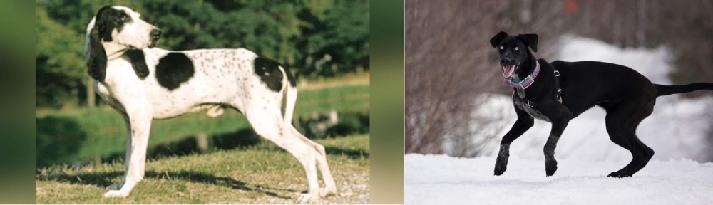 Eurohound vs Ariegeois - Breed Comparison