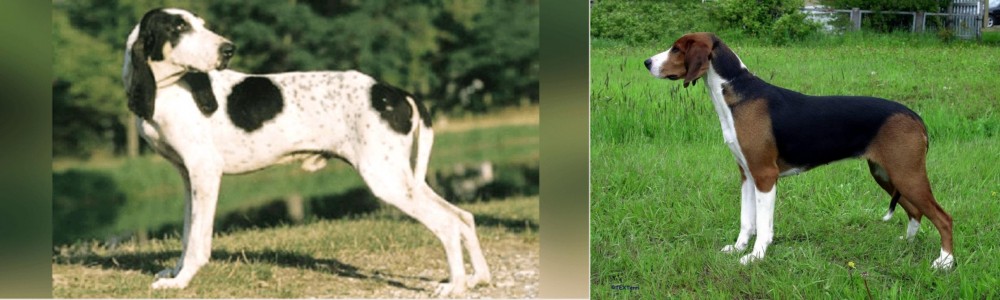 Finnish Hound vs Ariegeois - Breed Comparison