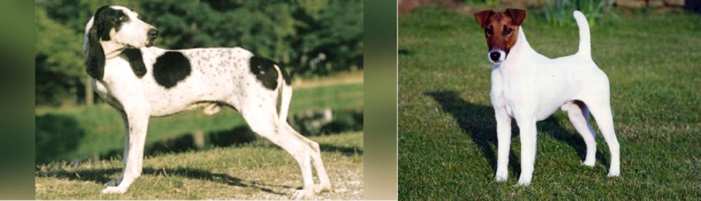Fox Terrier (Smooth) vs Ariegeois - Breed Comparison