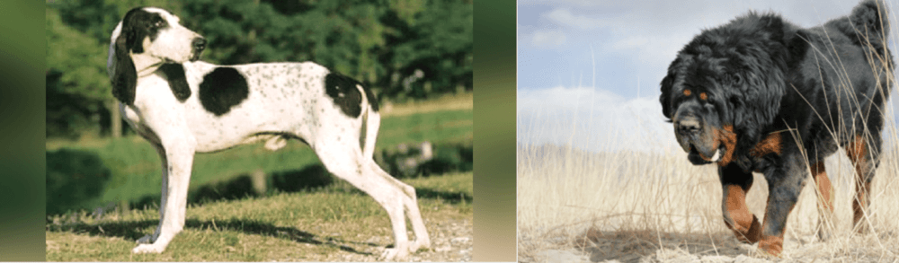 Gaddi Kutta vs Ariegeois - Breed Comparison