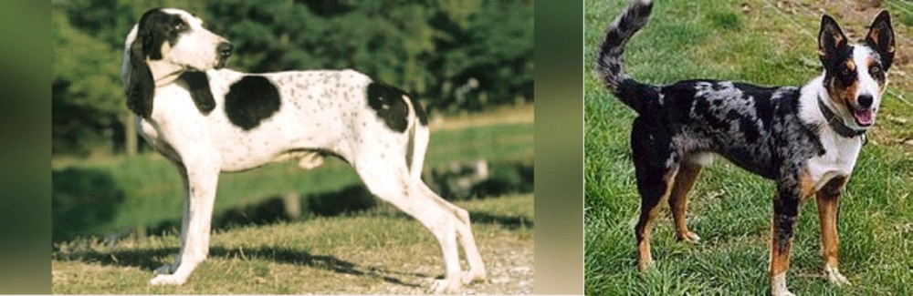 German Coolie vs Ariegeois - Breed Comparison