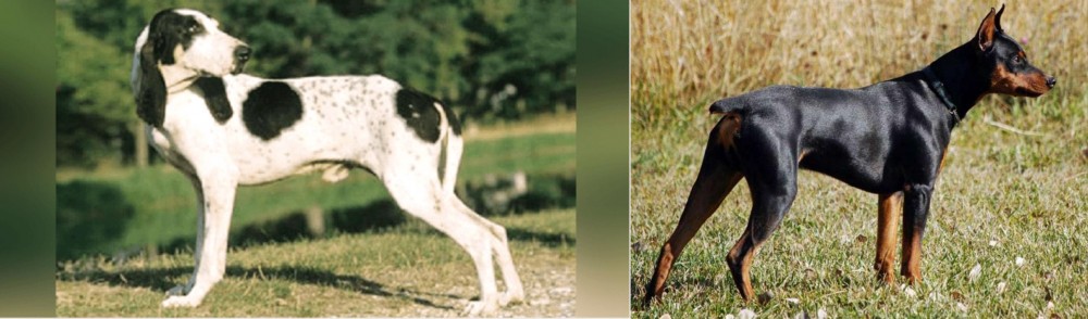 German Pinscher vs Ariegeois - Breed Comparison