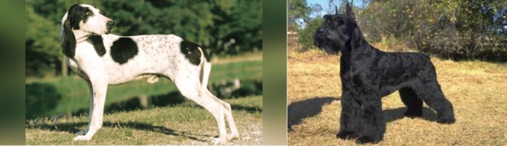 Giant Schnauzer vs Ariegeois - Breed Comparison