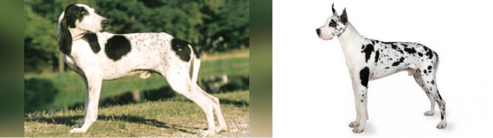 Great Dane vs Ariegeois - Breed Comparison