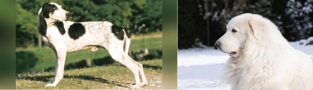 Great Pyrenees vs Ariegeois - Breed Comparison