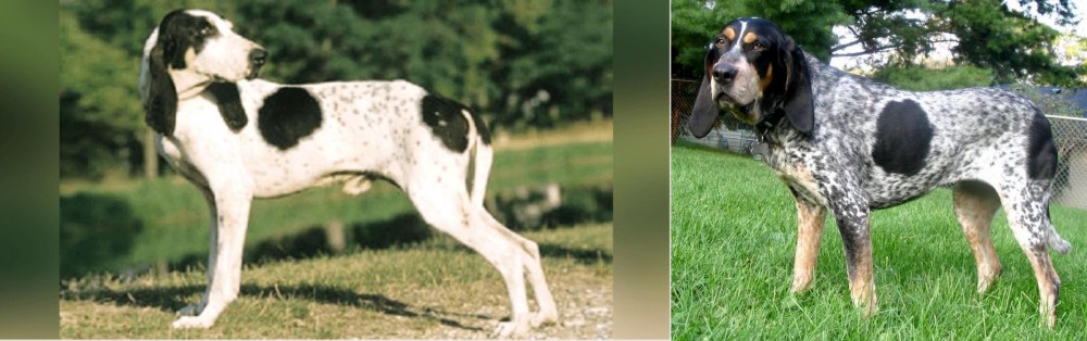 Griffon Bleu de Gascogne vs Ariegeois - Breed Comparison